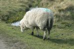 PICTURES/Scotland  Critters/t_P1300756.JPG